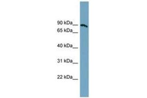 Image no. 1 for anti-Solute Carrier Family 6 (Amino Acid Transporter), Member 14 (Slc6a14) (AA 359-408) antibody (ABIN6743217)