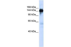 WB Suggested Anti-PFAS Antibody Titration:  0. (PFAS antibody  (N-Term))