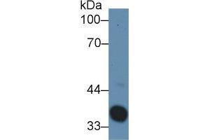 Western blot analysis of Rat Serum, using Rabbit Anti-Rat Hpt Antibody (3 µg/ml) and HRP-conjugated Goat Anti-Rabbit antibody (abx400043, 0.