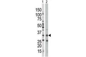Western Blotting (WB) image for anti-Protein Kinase, AMP-Activated, beta 1 Non-Catalytic Subunit (PRKAB1) (AA 4-34) antibody (ABIN3032386)