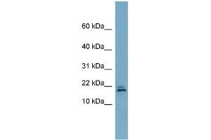 WB Suggested Anti-C3orf24 Antibody Titration: 0. (C3orf24 antibody  (Middle Region))