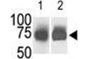 The anti-SphK2 Pab is used in Western blot (Lane 1) to detect c-myc-tagged SphK2 in transfected 293 cell lysate (a c-myc antibody is used as control in Lane 2). (SPHK2 antibody  (N-Term))