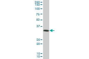 HLA-DRA MaxPab polyclonal antibody. (HLA-DRA antibody  (AA 1-254))