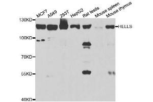 Western blot analysis of extracts of various cell lines, using HELLS antibody. (HELLS antibody  (AA 719-838))