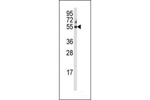 Western blot analysis of anti-CYP3A5 Antibody (C-term) (ABIN392224 and ABIN2841918) in 293 cell line lysates (35 μg/lane). (CYP3A5 antibody  (C-Term))