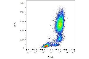 Surface staining of human peripheral blood with anti-CD11b (ICRF44) FITC. (CD11b antibody  (FITC))