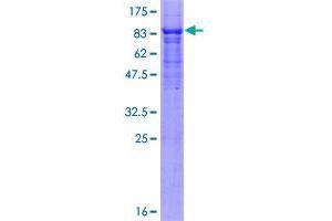 F-Box Protein 3 Protein (FBXO3) (AA 1-471) (GST tag)