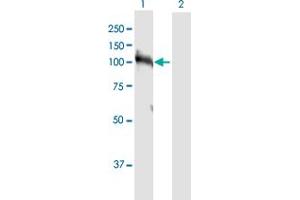 Western Blot analysis of HNRNPUL1 expression in transfected 293T cell line by HNRNPUL1 MaxPab polyclonal antibody. (HNRNPUL1 antibody  (AA 1-804))