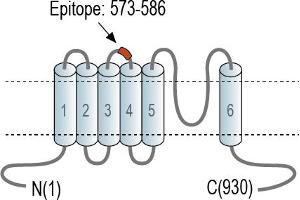 Representative domain view of the target of ABIN7885587.