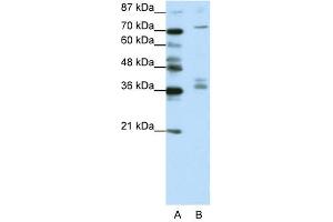 AKAP9 antibody (20R-1204) used at 0. (AKAP9 antibody  (N-Term))