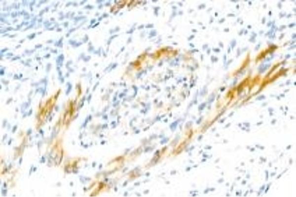 Contactin 5 antibody