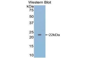 Western Blotting (WB) image for anti-Interleukin 17 (IL17) (AA 1-155) antibody (ABIN3209507) (IL-17 antibody  (AA 1-155))