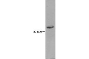 RAD51L3 detected in HEK293 lysates using a 1 : 1,000 dilution of RAD51L3 monoclonal antibody, clone 5B3/6 . (RAD51D antibody)