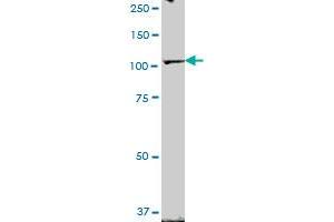 ZHX2 MaxPab polyclonal antibody. (ZHX2 antibody  (AA 1-837))