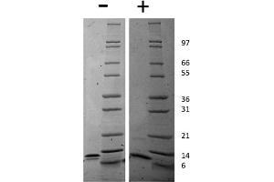 SDS-PAGE of Mouse IP-10 (CXCL10) Recombinant Protein SDS-PAGE of Mouse IP-10 (CXCL10) Recombinant Protein. (CXCL10 Protein)