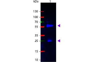 Streptavidin Protein (Atto 425)