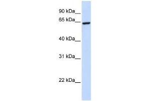 ZNF280B antibody used at 0. (ZNF280B antibody  (C-Term))