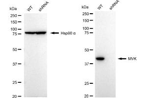 Western blotting analysis using MVK antibody (ABIN7799401).