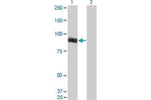 Western Blot analysis of TOP3B expression in transfected 293T cell line by TOP3B monoclonal antibody (M06), clone 2G2.
