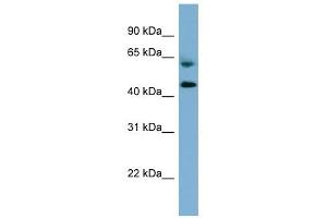 RMND1 antibody used at 1 ug/ml to detect target protein.