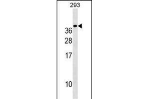 TREM1 Antibody (C-term) (ABIN1536761 and ABIN2850256) western blot analysis in 293 cell line lysates (35 μg/lane). (TREM1 antibody  (C-Term))
