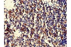 Immunohistochemistry of paraffin-embedded human spleen tissue using ABIN7169686 at dilution of 1:100 (STAT5B antibody  (AA 40-280))
