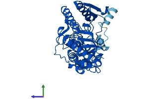 AlphaFold protein structure predicition of Human Recombinant CKM Protein, UniprotID P06732 (CKM Protein (AA 1-381) (His tag))