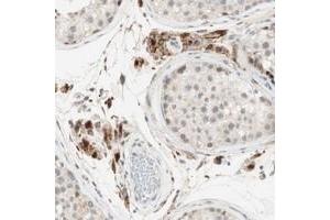 Immunohistochemical staining of human testis with GAPT polyclonal antibody  shows strong granular cytoplasmic positivity in leydig cells. (GAPT antibody)