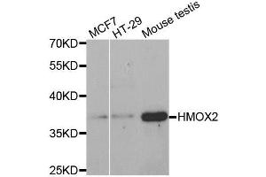 Western blot analysis of extracts of various cell lines, using HMOX2 antibody. (HMOX2 antibody)