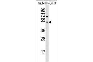 Western blot analysis in mouse NIH-3T3 cell line lysates (35ug/lane). (GSK3 alpha antibody  (C-Term))