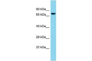 Host: Rabbit  Target Name: Atg7  Sample Tissue: Rat Thymus lysates  Antibody Dilution: 1. (ATG7 antibody  (C-Term))