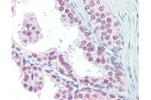 Anti-UBC / Ubiquitin C antibody IHC of human prostate. (UBC antibody  (AA 36-66))
