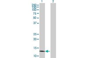 Western Blot analysis of APOC4 expression in transfected 293T cell line by APOC4 MaxPab polyclonal antibody.