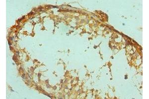 Immunohistochemistry of paraffin-embedded human testis tissue using ABIN7152531 at dilution of 1:100 (GFER antibody  (AA 81-205))