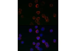 Immunofluorescence analysis of 293T cells using GPX1 antibody (ABIN3021455, ABIN3021456, ABIN3021457, ABIN1512957 and ABIN6215063) at dilution of 1:200. (Glutathione Peroxidase 1 antibody  (AA 50-203))
