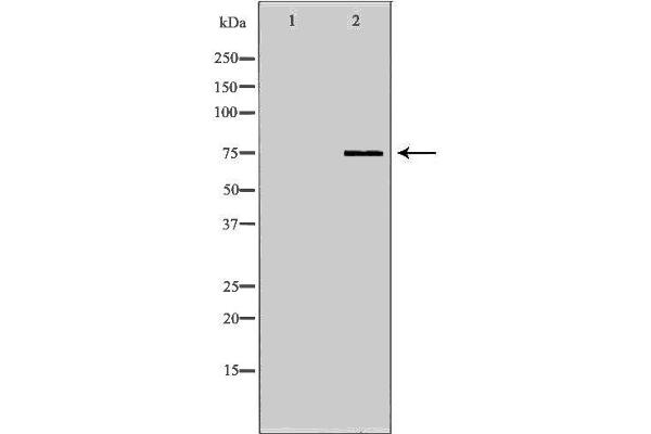 NDC80 antibody  (C-Term)