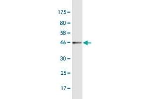 Western Blot detection against Immunogen (42 KDa) . (G Antigen 1 antibody  (AA 1-139))