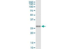 Immunoprecipitation of EGFL7 transfected lysate using anti-EGFL7 MaxPab rabbit polyclonal antibody and Protein A Magnetic Bead , and immunoblotted with EGFL7 purified MaxPab mouse polyclonal antibody (B01P) . (EGFL7 antibody  (AA 1-273))