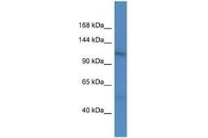 Image no. 1 for anti-Microtubule Associated serine/threonine Kinase-Like (MASTL) (AA 505-554) antibody (ABIN6746884) (MASTL antibody  (AA 505-554))