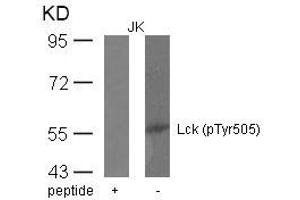 Western blot analysis of extracts from JK cells using Lck(phospho-Tyr505) Antibody and the same antibody preincubated with blocking peptide. (LCK antibody  (pTyr505))