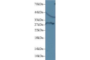 DIO3 antibody  (AA 37-169)