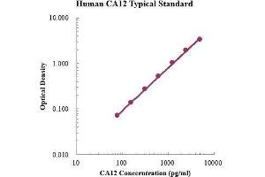 ELISA image for Carbonic Anhydrase 12 (CA12) ELISA Kit (ABIN3199201)