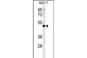 LSP1 Antibody (Center) (ABIN651634 and ABIN2840339) western blot analysis in MCF-7 cell line lysates (35 μg/lane). (LSP1 antibody  (AA 108-134))