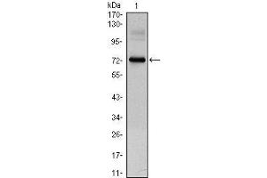 Western Blot showing CLOCK antibody used against CLOCK (AA: 200-465)-hIgGFc transfected HEK293 cell lysate. (CLOCK antibody)