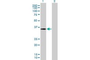 Western Blot analysis of PPP1R3C expression in transfected 293T cell line by PPP1R3C MaxPab polyclonal antibody.