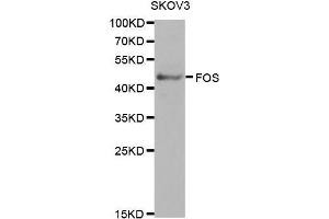 Western Blotting (WB) image for anti-c-Fos (c-Fos) (AA 211-380) antibody (ABIN6213704) (c-FOS antibody  (AA 211-380))