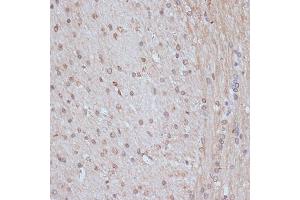 Immunohistochemistry of paraffin-embedded rat brain using SNW1 antibody (ABIN7270386) at dilution of 1:100 (40x lens). (SNW1 antibody  (AA 300-536))