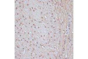 Immunohistochemistry of paraffin-embedded rat brain using SNW1 antibody (ABIN7270386) at dilution of 1:100 (40x lens). (SNW1 antibody  (AA 300-536))