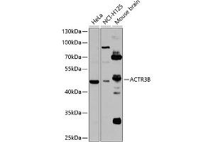 Western blot analysis of extracts of various cell lines, using B antibody  at 1:1000 dilution. (ACTR3B antibody  (AA 189-418))