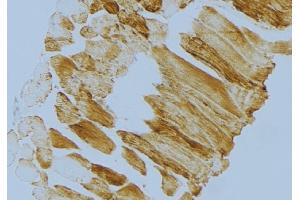 ABIN6274720 at 1/100 staining Mouse muscle tissue by IHC-P. (MRPS18C antibody  (Internal Region))